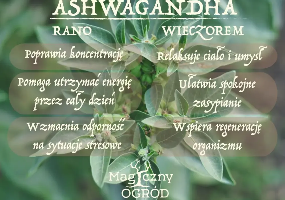 Ashwagandha rano czy wieczorem? Sprawdź, co działa lepiej