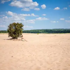 Kobieta odpoczywa w cieniu drzewa na piaszczystej równinie, która przypomina pustynię w Polsce.