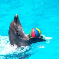 Delfin z kolorową piłką w wodzie. Niezapomniane pływanie z delfinami pełne radości i zabawy.