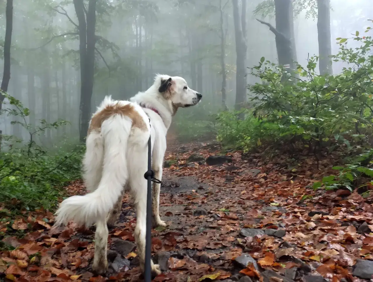 Bieszczady z psem. Mglisty las, jesienne liście na ścieżce, pies czeka na spacerowicza.