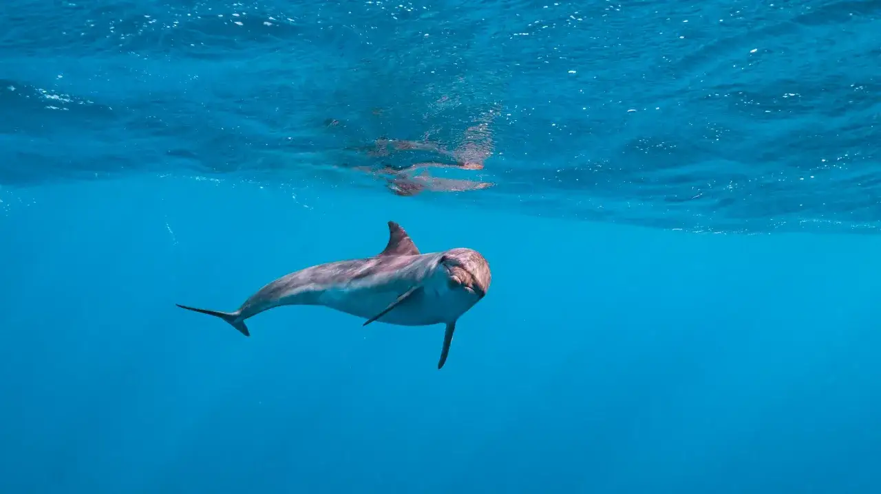 Delfin w turkusowej wodzie, uśmiecha się do aparatu. Niezapomniane pływanie z delfinami.