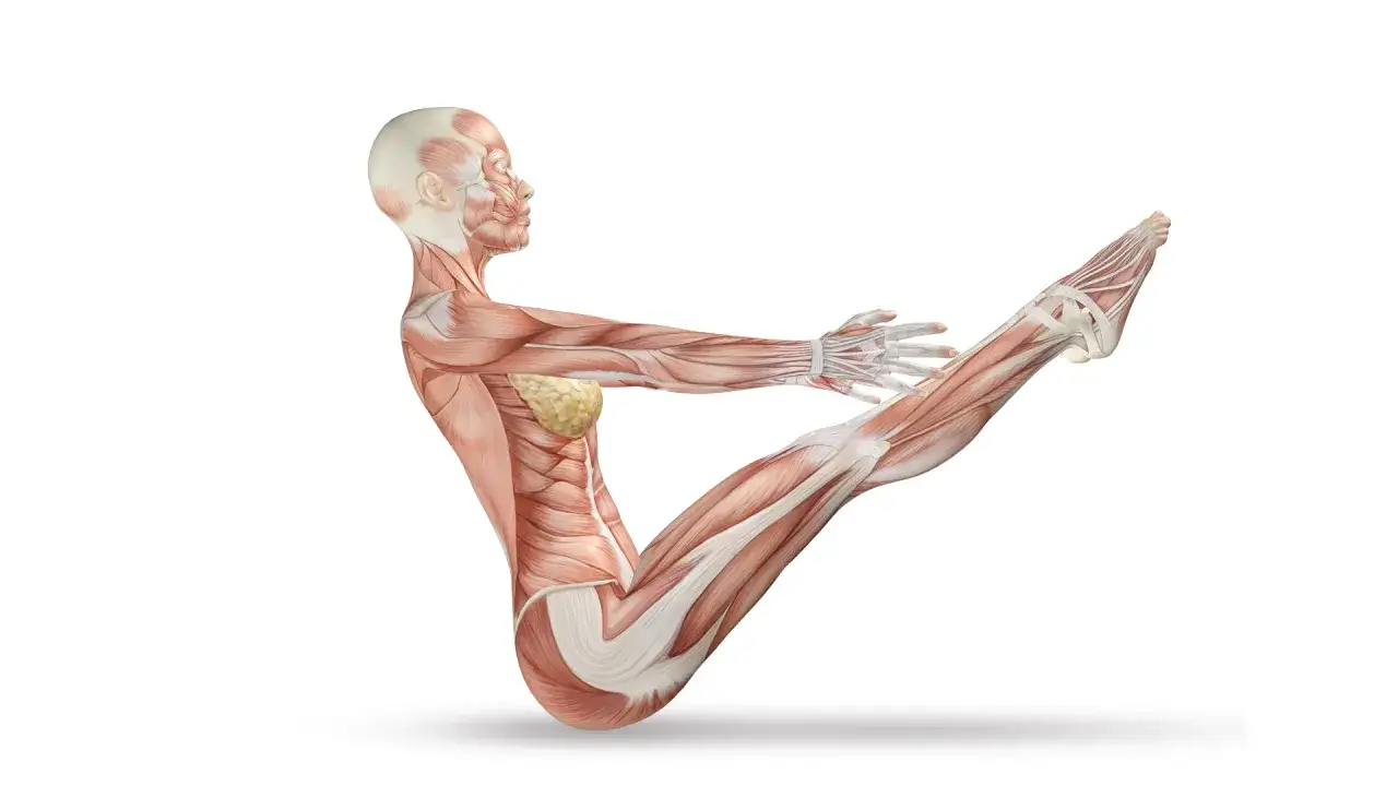 Anatomical model of a woman in a yoga pose, showing muscles and fascia. Joga powięziowa w praktyce.