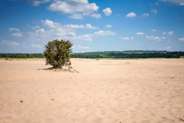 Kobieta odpoczywa w cieniu drzewa na piaszczystej równinie, która przypomina pustynię w Polsce.